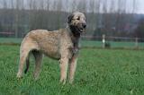 IRISH WOLFHOUND 269